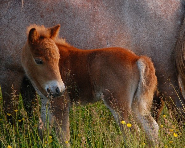 horse Summer Night Dream von Nenndorf (Shetland pony (under 87 cm), 2016, from Krummhörn's Volkert) horse Summer Night Dream von Nenndorf (Shetland pony (under 87 cm), 2016, from Krummhörn's Volkert)