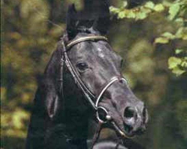 Deckhengst Lanthan (Hannoveraner, 1978, von Lombard)