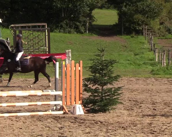Reitturnier Looper Holz 2018