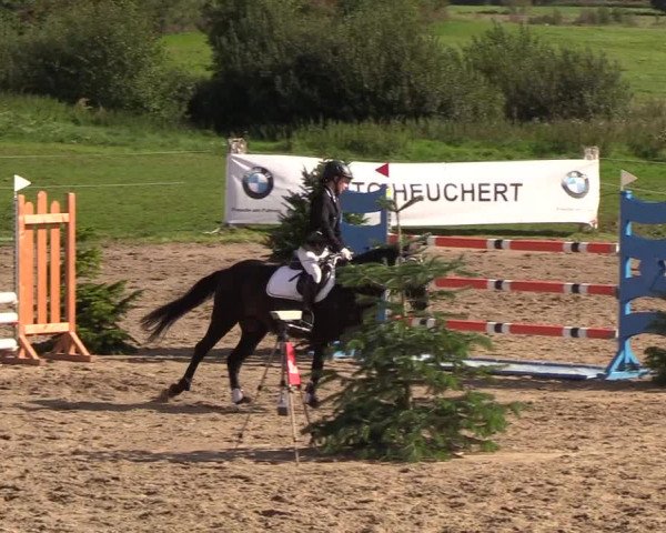 Reitturnier Looper Holz 2018