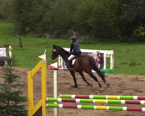 Reitturnier Looper Holz 2018