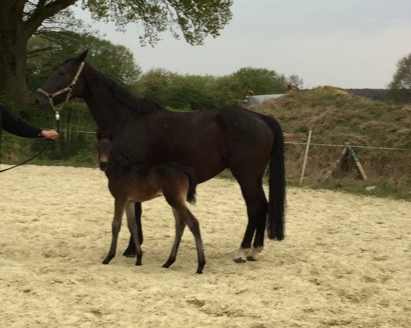 Pferd Stute von Chacco's Son II / Carry Wind (Westfale, 2017, von Chacco's Son II)