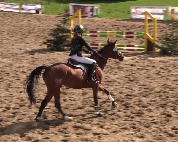 Reitturnier Looper Holz 2018