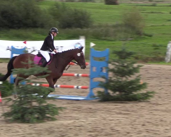 Reitturnier Looper Holz 2018