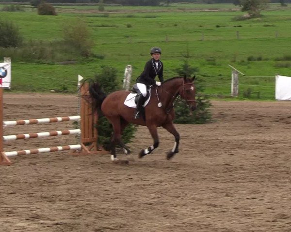 Reitturnier Looper Holz 2018