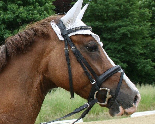 broodmare A.P. Dyani (German Riding Pony, 2010, from FS Daddy Cool)