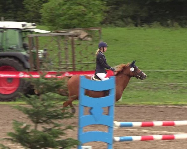 Reitturnier Looper Holz 2018