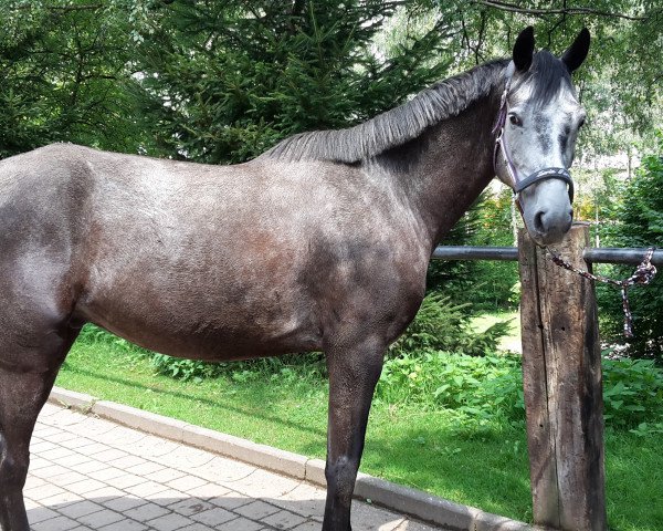dressage horse Tricky Micky (German Sport Horse, 2010, from Tipsy's Pet xx)