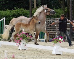 horse Nordstern (Rhenish-German Cold-Blood, 2017, from Newton)