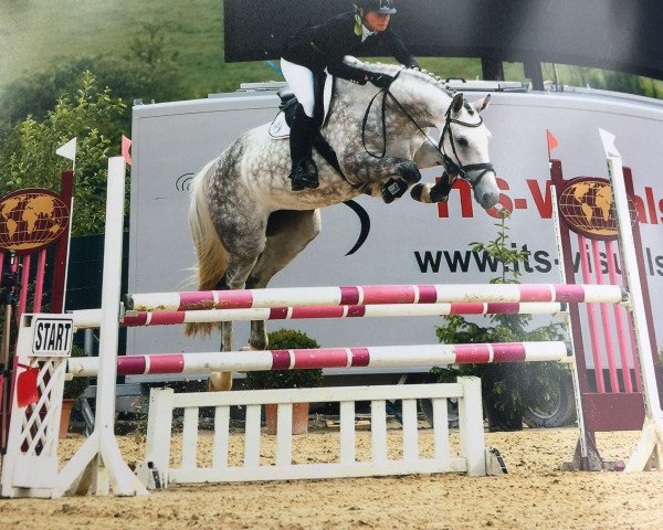 jumper Nogadisha CH (Westphalian, 2012, from Numero Uno)