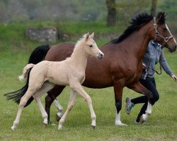horse Diamond Starlight (German Riding Pony, 2017, from Diamond Touch NRW)