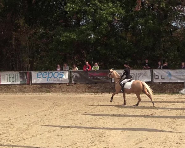 Reitturnier Meinerzhagen 2018