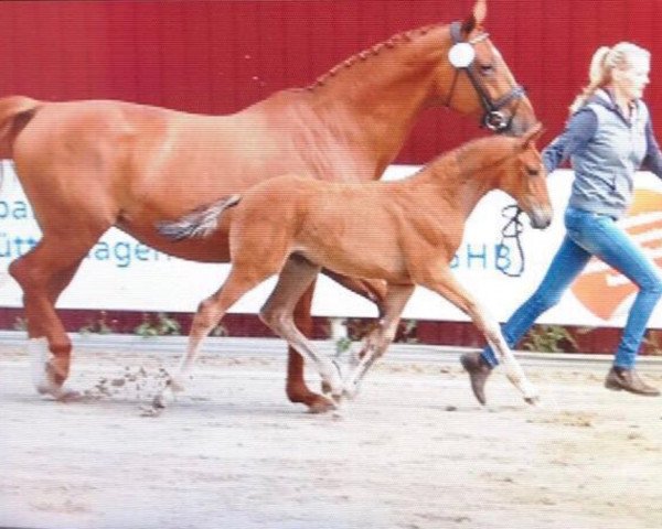 horse Stute von Blockbuster (Oldenburg, 2017, from Blockbuster)