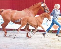 horse Stute von Blockbuster (Oldenburg, 2017, from Blockbuster)