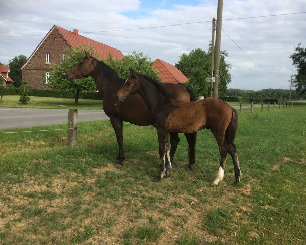 stallion Million Voices (Westphalian, 2017, from Million Dollar)