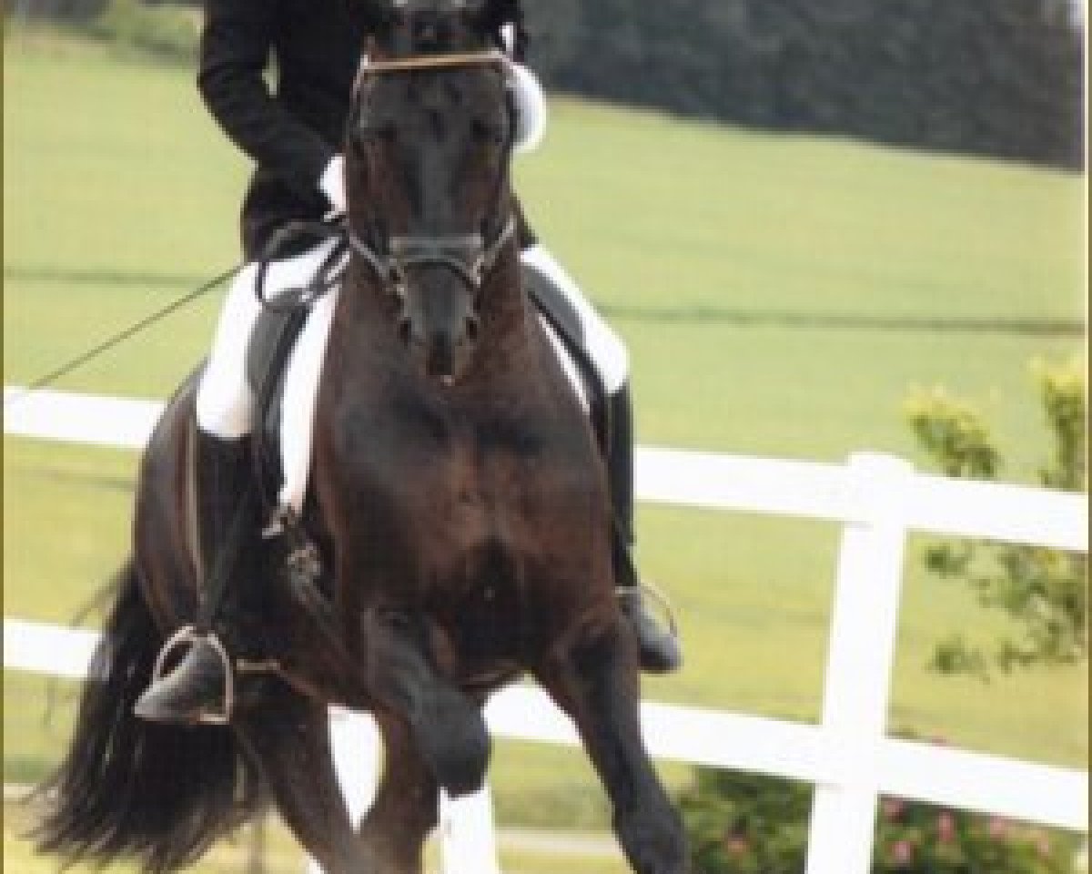 stallion Rubin De Luxe OLD (Oldenburg, 2007, from Rubin Royal OLD)