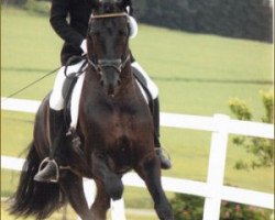 stallion Rubin De Luxe OLD (Oldenburg, 2007, from Rubin Royal OLD)
