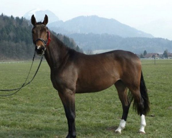 Pferd Dana Sancisca AS (Deutsches Sportpferd, 2010, von Sancisco)