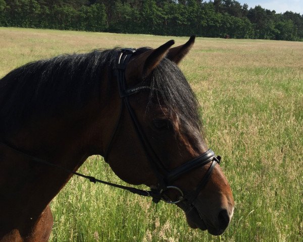 stallion Impuls 84 (Hanoverian, 2008, from Iberio)