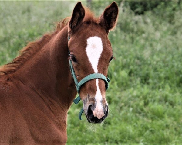 horse Adventure (Rhinelander, 2016, from Avicii)