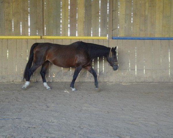 broodmare Möwe (Westphalian, 1985, from Gonfaron) broodmare Möwe (Westphalian, 1985, from Gonfaron)