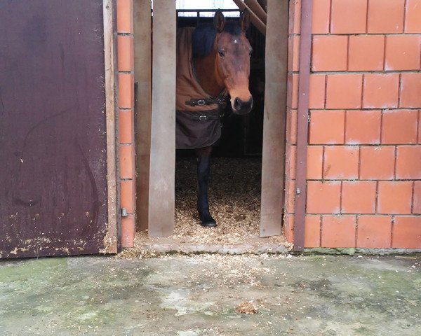 broodmare Ramina 191 (Hanoverian, 2004, from Renomee xx)