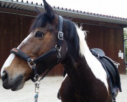 dressage horse Texas (Polish Warmblood, 2004)