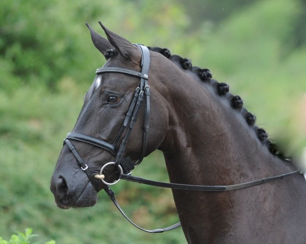 broodmare Santa Samira (Westphalian, 2006, from Sandro Bedo)