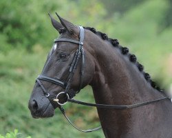 broodmare Santa Samira (Westphalian, 2006, from Sandro Bedo)