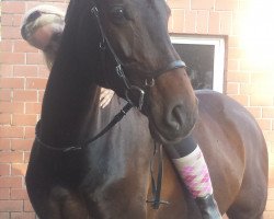 jumper Lys 3 (Hanoverian, 2001, from Lacantus)