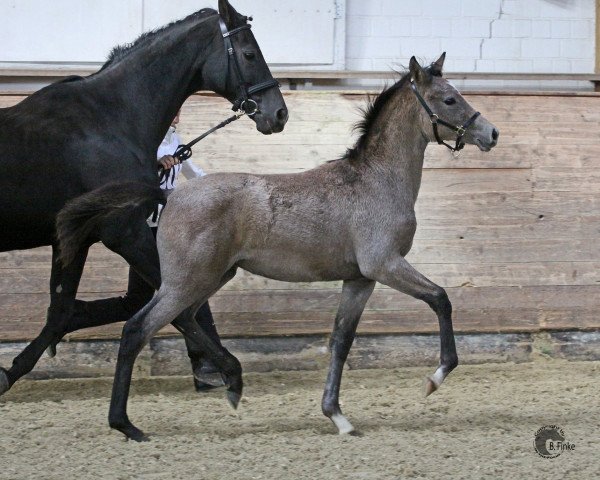 Caballo White Lady (Trakehner, 2012, de Al Ashar Ox) Caballo White Lady (Trakehner, 2012, de Al Ashar Ox)