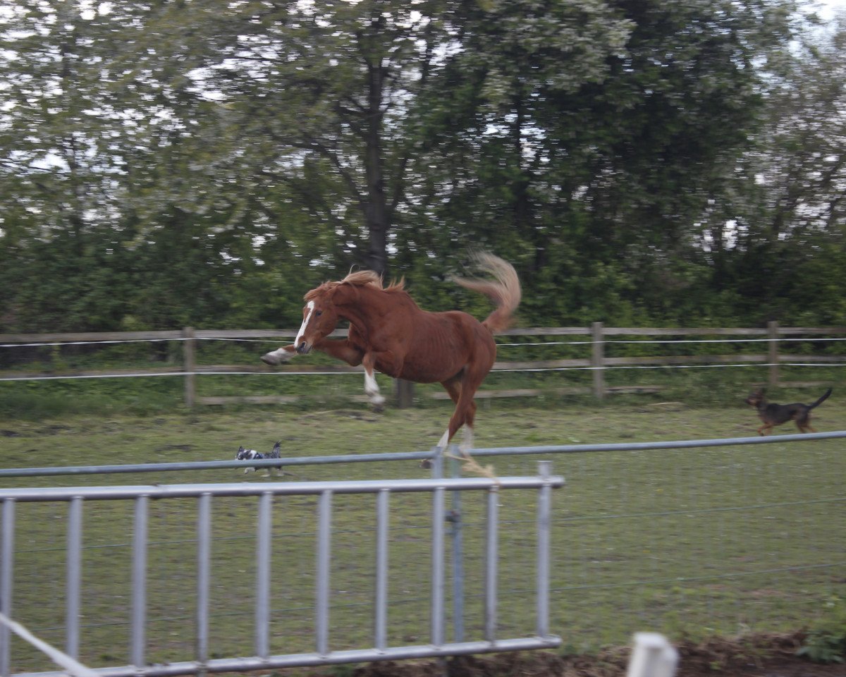 Horse Pilgrim 36 (Trakehner, 1997, from Sir Chamberlain)