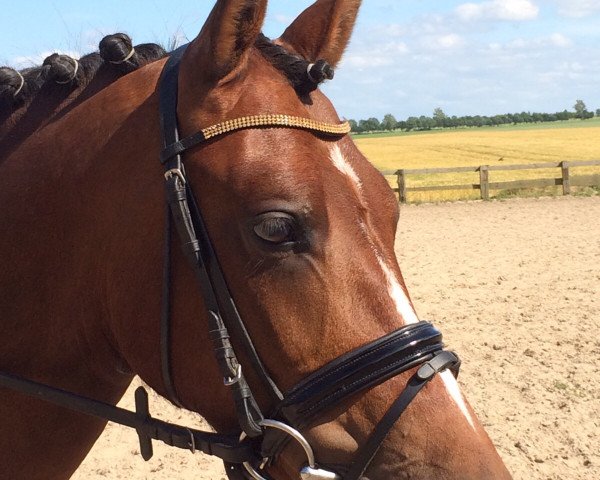 dressage horse Bijou vM (German Riding Pony, 2011, from Beckenbauer)