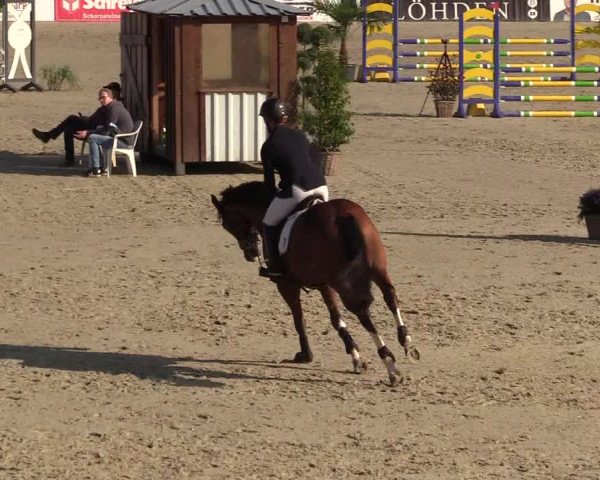 Reitturnier Westergellersen 2021