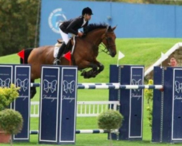 jumper Cashmire D (Belgian Warmblood, 2002, from Kashmir van't Schuttershof)