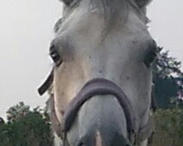 Pferd Con Coracon (Westfale, 2005, von Chico's Boy)