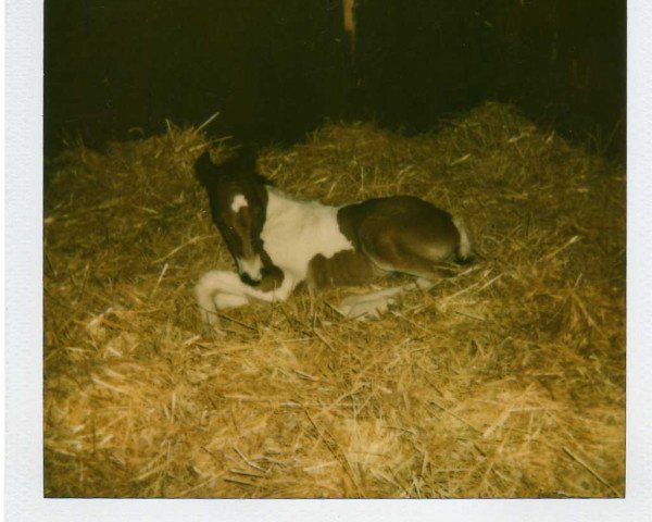 dressage horse Puppa 6 (unknown, 1993, from Herman)