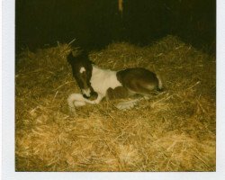 dressage horse Puppa 6 (unknown, 1993, from Herman)