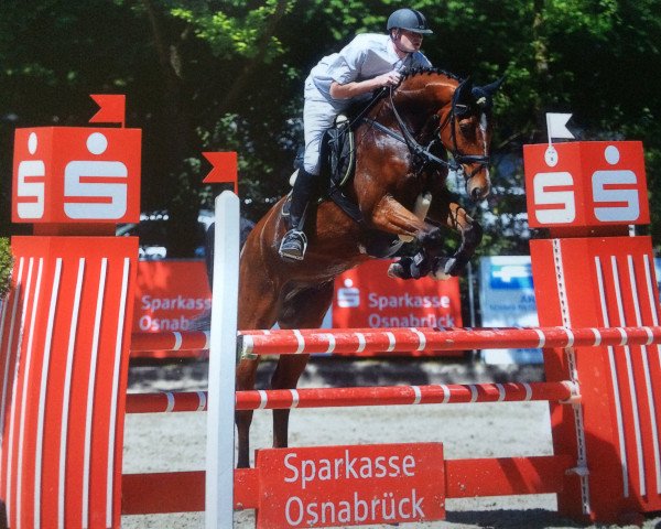 jumper Barnabas HKW (Hanoverian, 2012, from Balou du Rouet)
