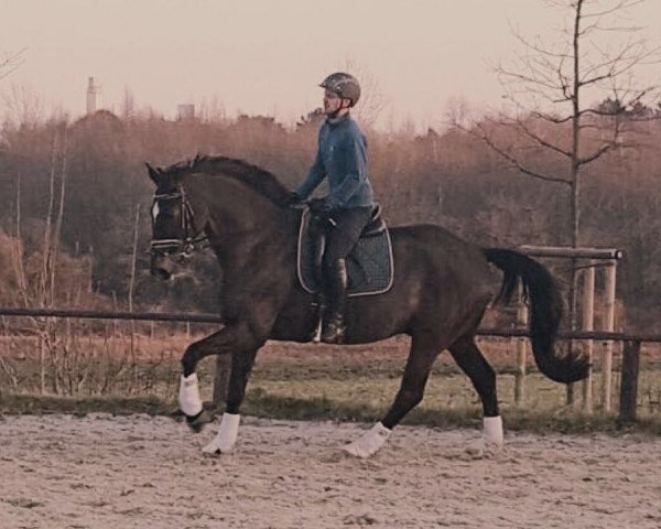 Pferd Dompfaff 57 (Hannoveraner, 2004, von Dauphin)