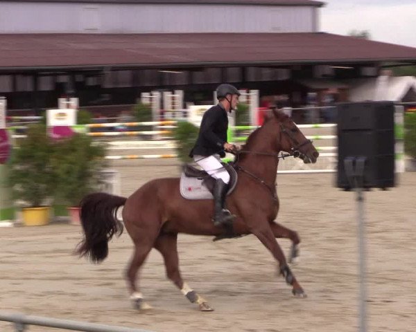 Reitturnier Appelhülsen 2018