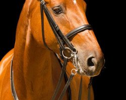 Dressurpferd Dancer 242 (Hannoveraner, 2007, von Dancier)