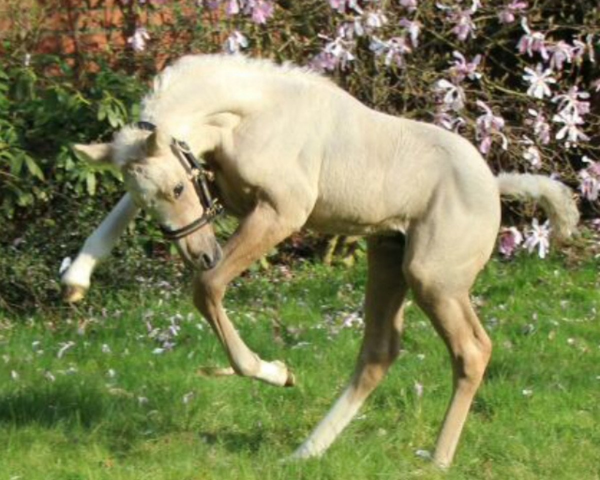 Pferd Daily Primetime K (Deutsches Reitpony, 2017, von Dating AT NRW)