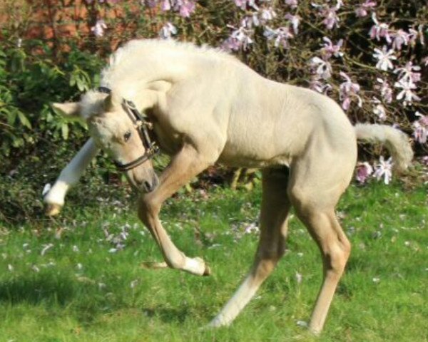 Pferd Daily Primetime K (Deutsches Reitpony, 2017, von Dating AT NRW)