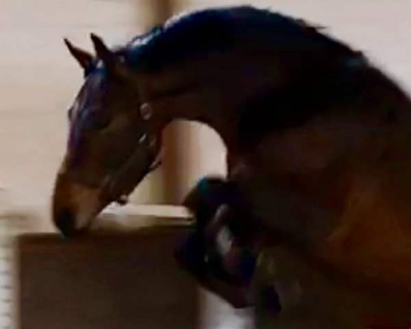 jumper Cornello de Revel Zd (Holsteiner, 2014, from Cornet Obolensky)