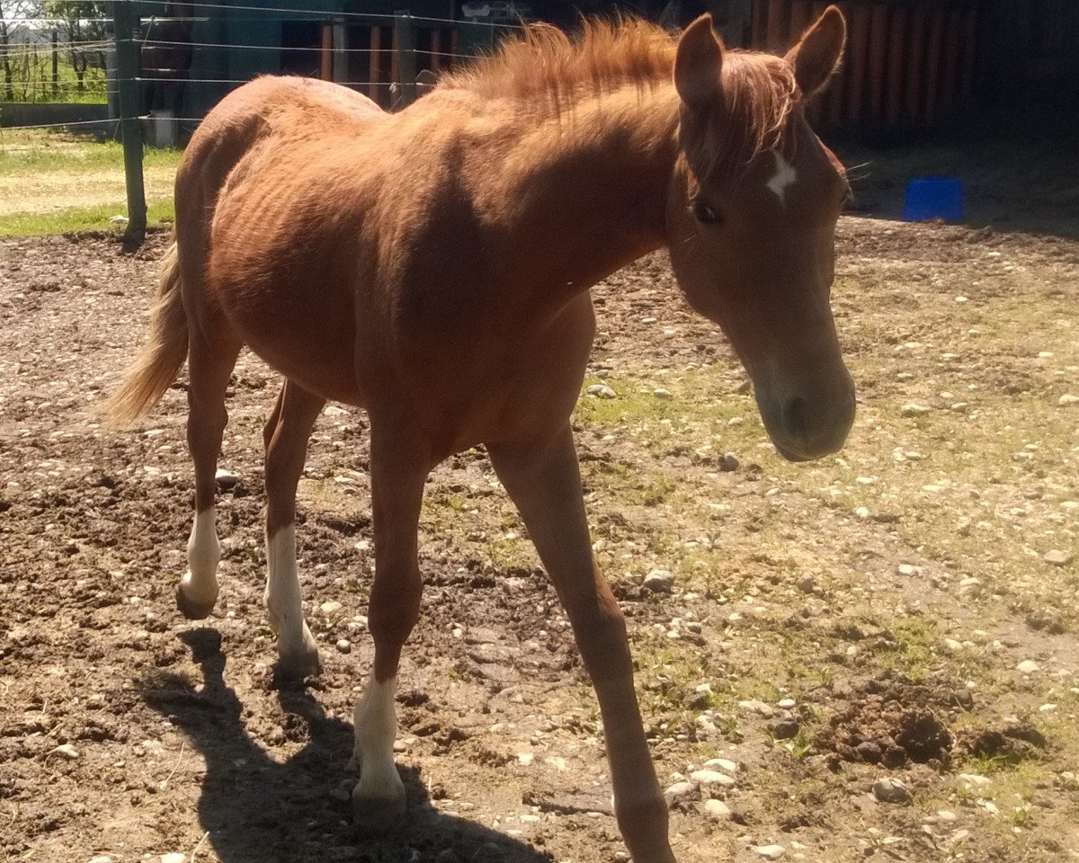 Pferd levistus hgl (Deutsches Sportpferd, 2016, von Levisonn 208 FIN)
