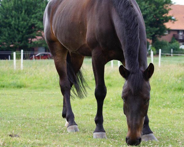 horse Louis 314 (unknown, 2010)