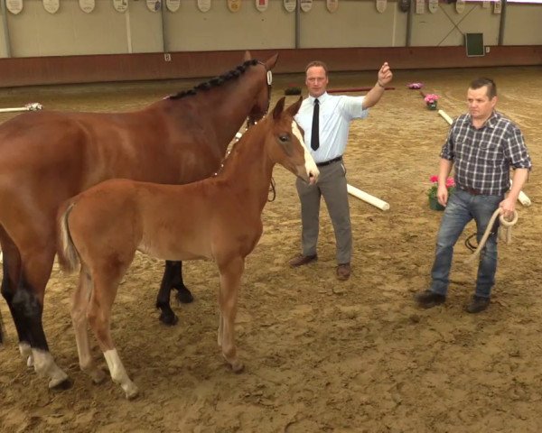 Pferd Senorita 3 (Westfale, 2017, von Sir Heinrich OLD)