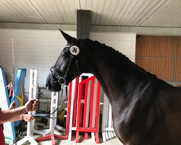 broodmare Dark Love (Westphalian, 2014, from Danciano)