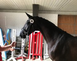 broodmare Dark Love (Westphalian, 2014, from Danciano)